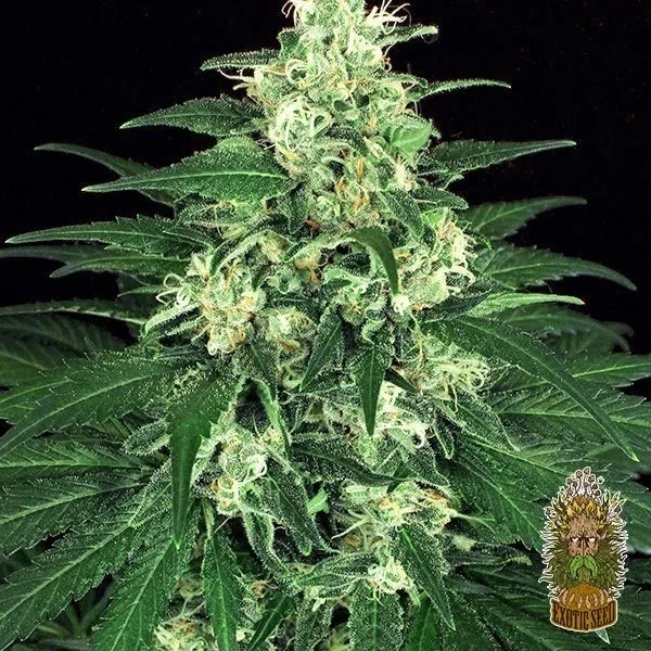Lemon Candy