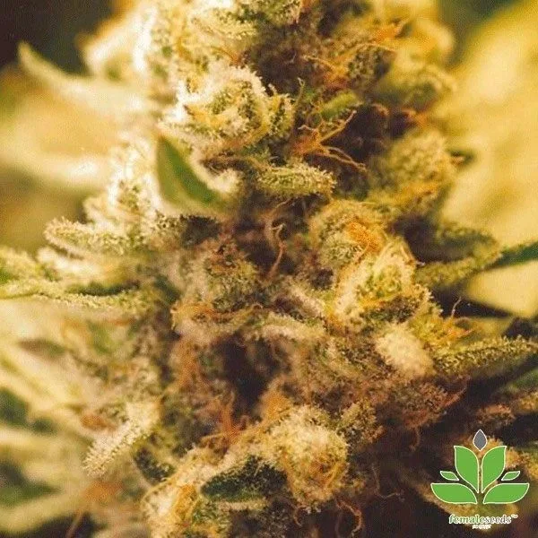 Lemon Kush