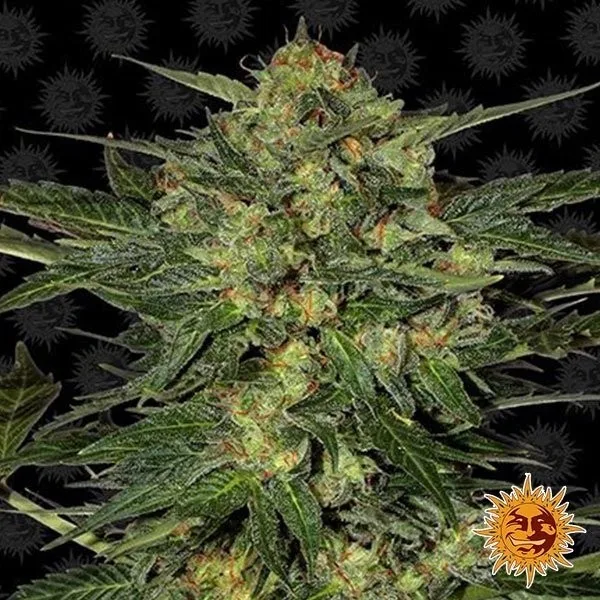 LSD