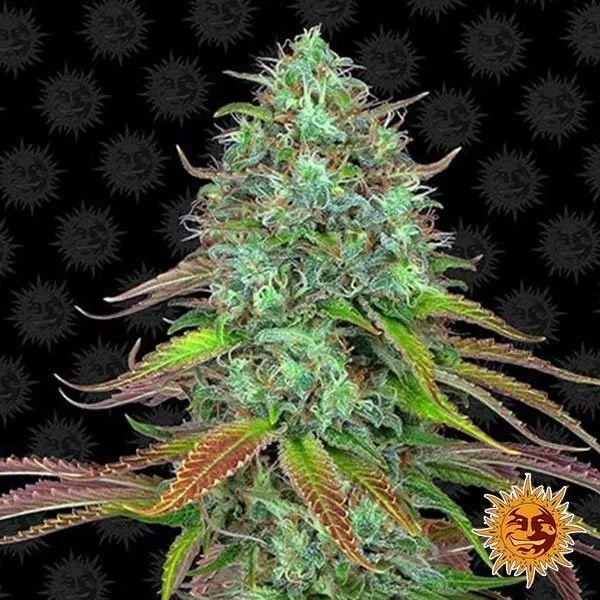 LSD Auto