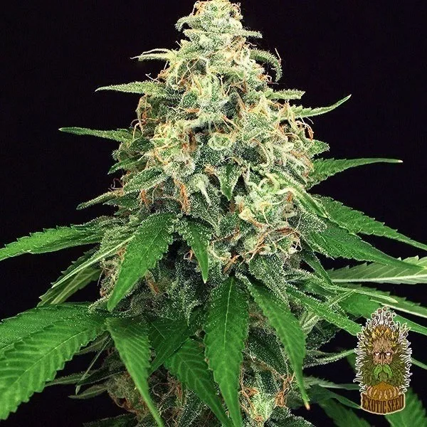 Mango Cream Regular