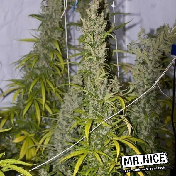 Mango Haze regular