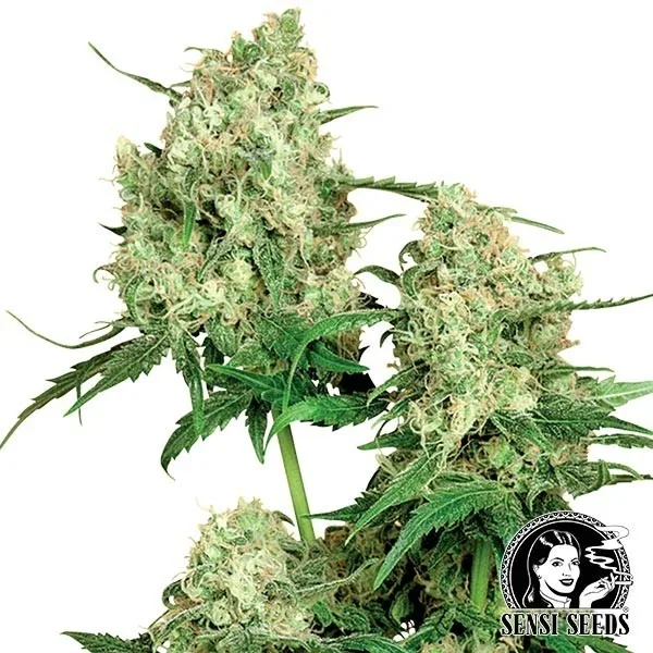 Maple Leaf Indica regular