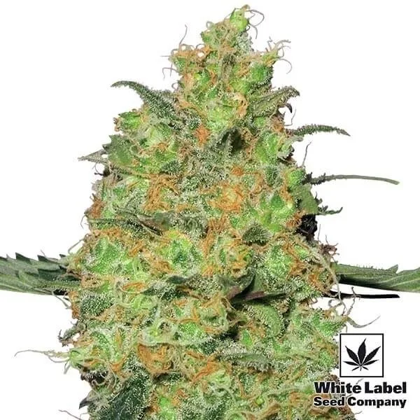 Master Kush