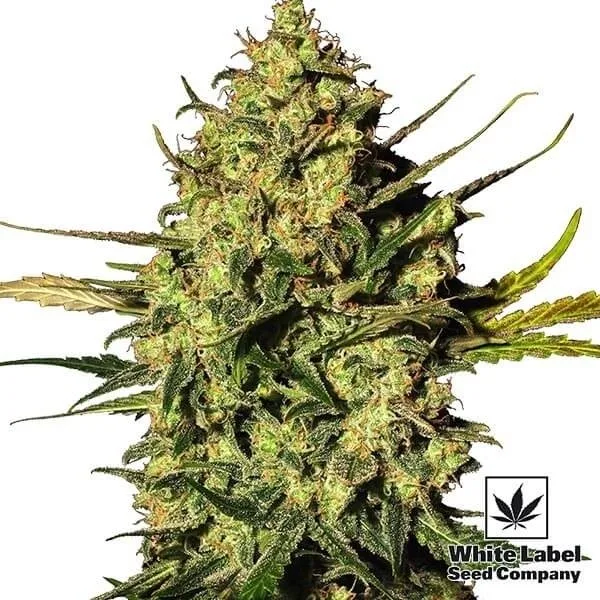 Master Kush Automatic