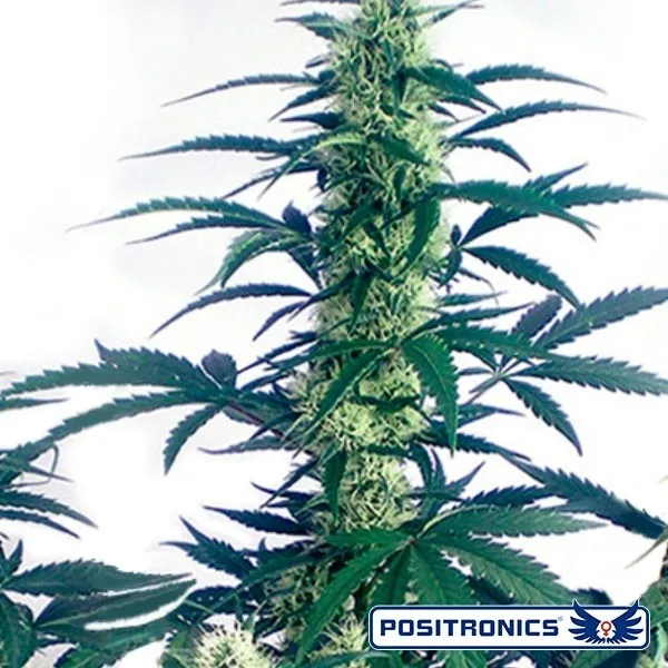 May Day Express Auto