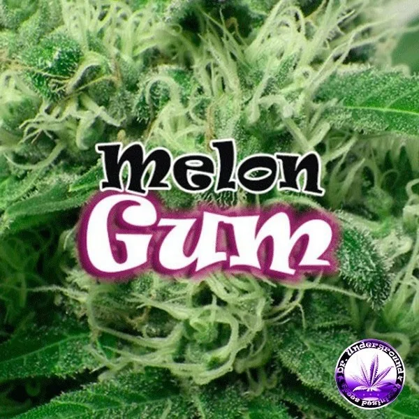 Melon Gum