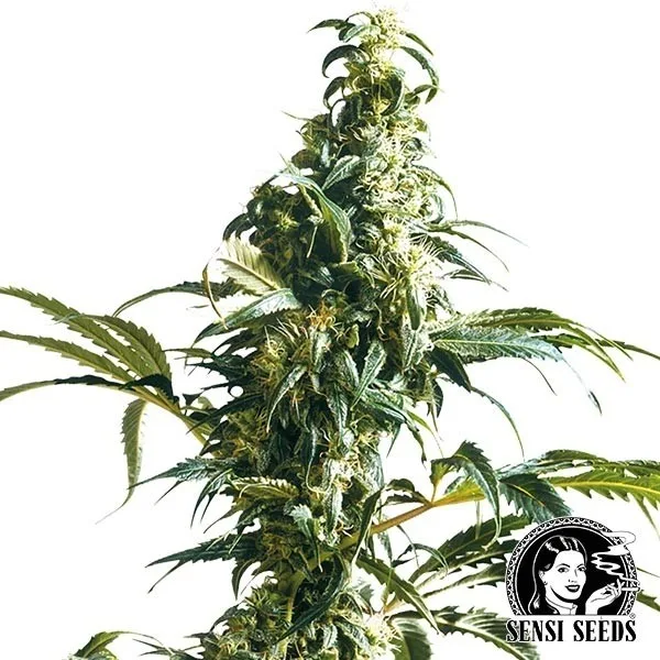 Mexican Sativa Regular