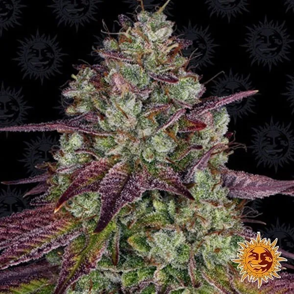 Mimosa EVO