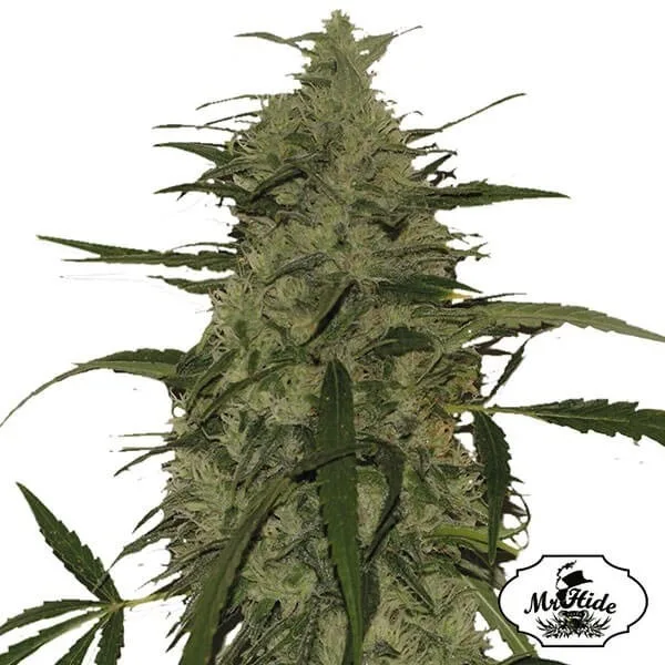 Mr. Amnesia Mass