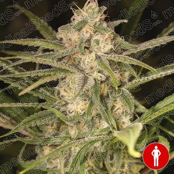No Name Auto