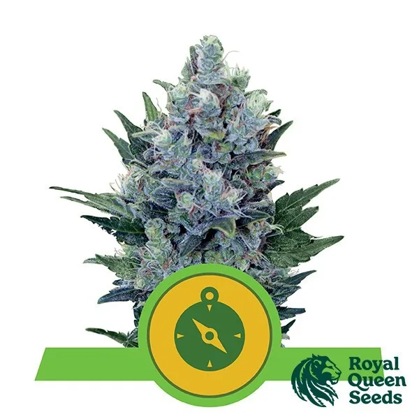 Northern Light Automatic
