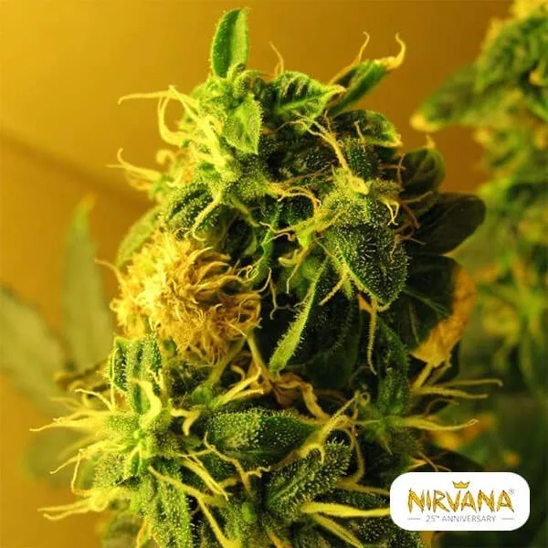 Northern Lights Autofloreciente