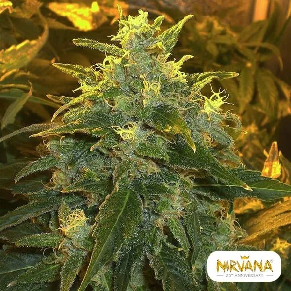 Northern Lights Nirvana