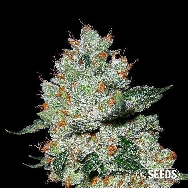 OG Kush