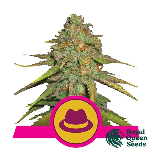 OG Kush