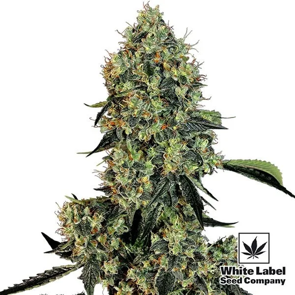 OG Kush