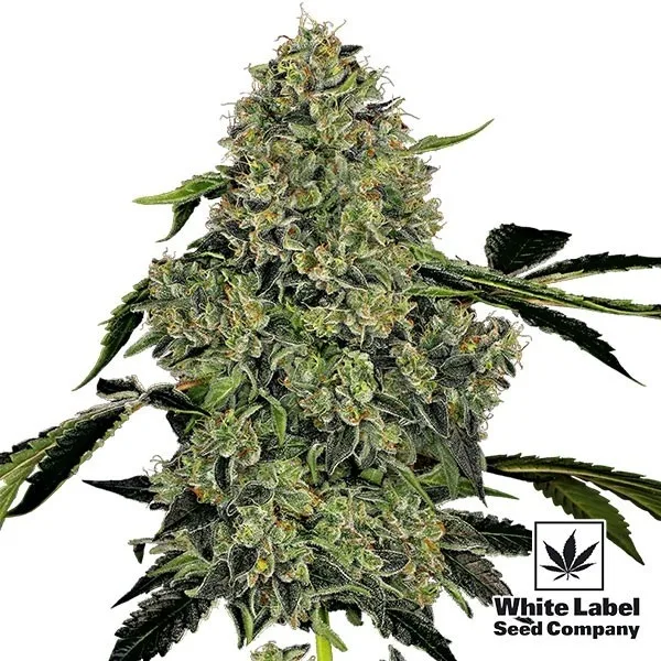 OG Kush Automatic