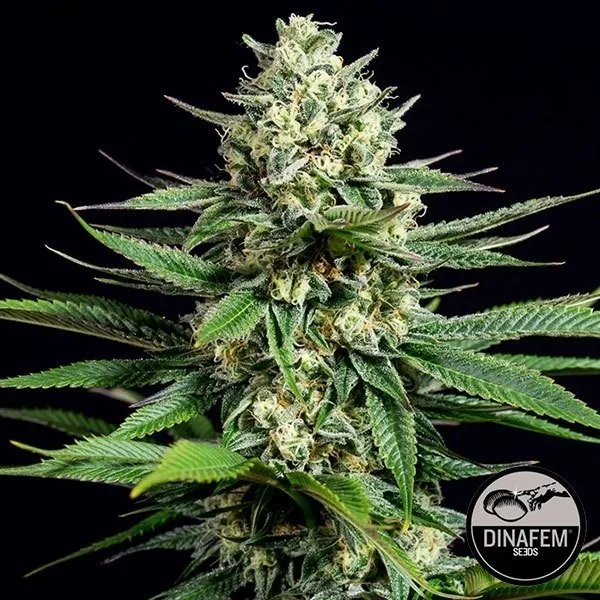 OG Kush CBD