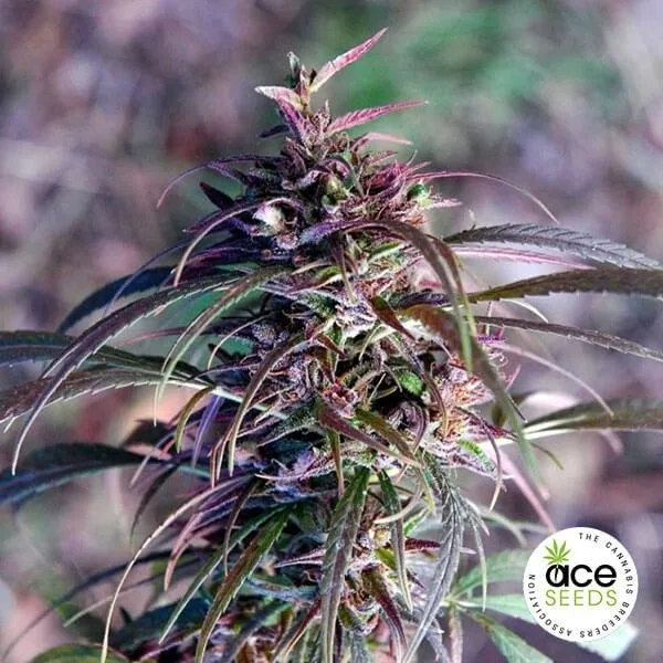 Oldtimer's Haze Regular