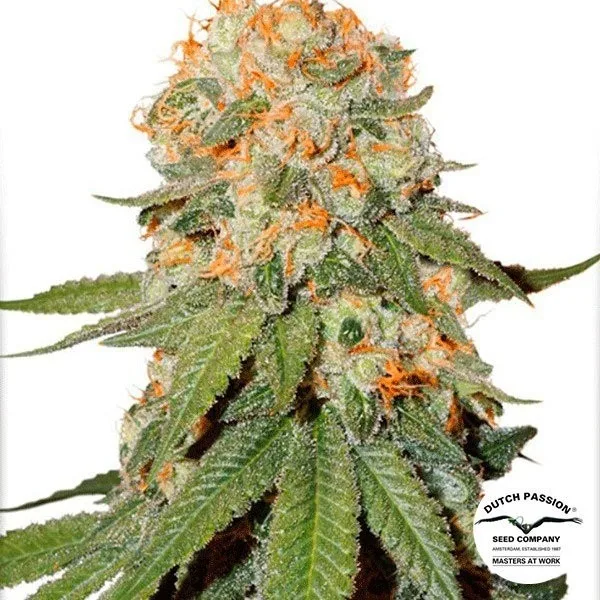 Orange Bud