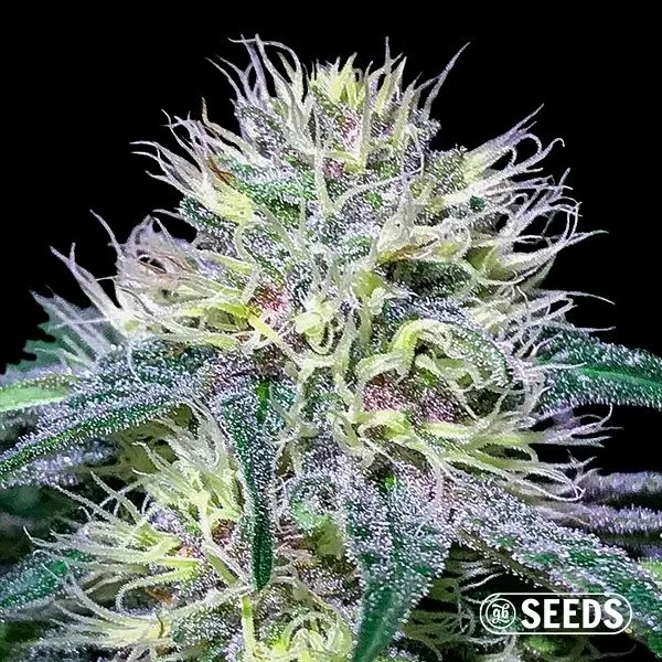 Original Amnesia Fast