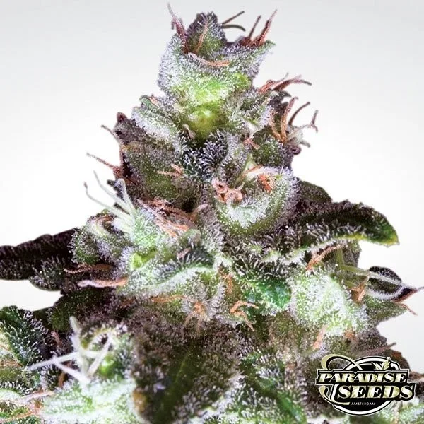 Original White Widow