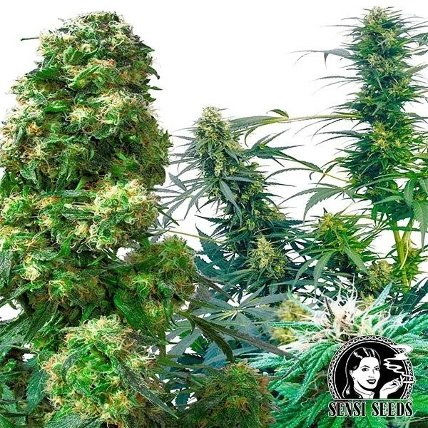 Outdoor Mix regular