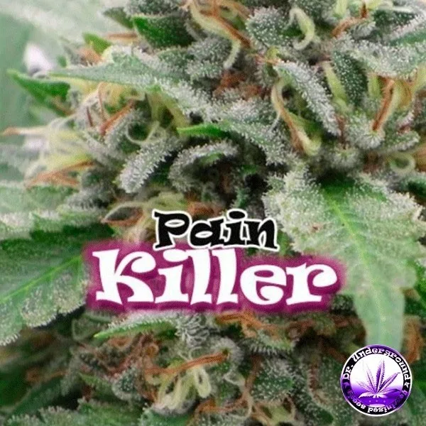 Painkiller