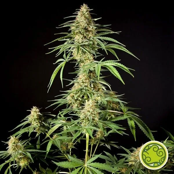 Philo Skunk/Gokunk