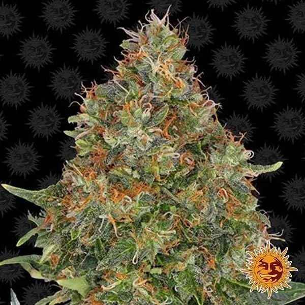 Pineapple Express Auto