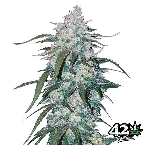 Pineapple Express Auto