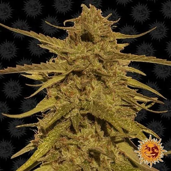 Pineapple Haze Regular