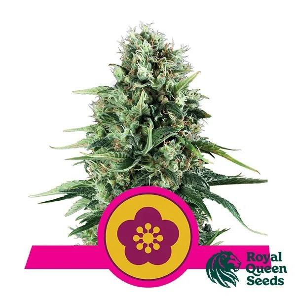 Power Flower