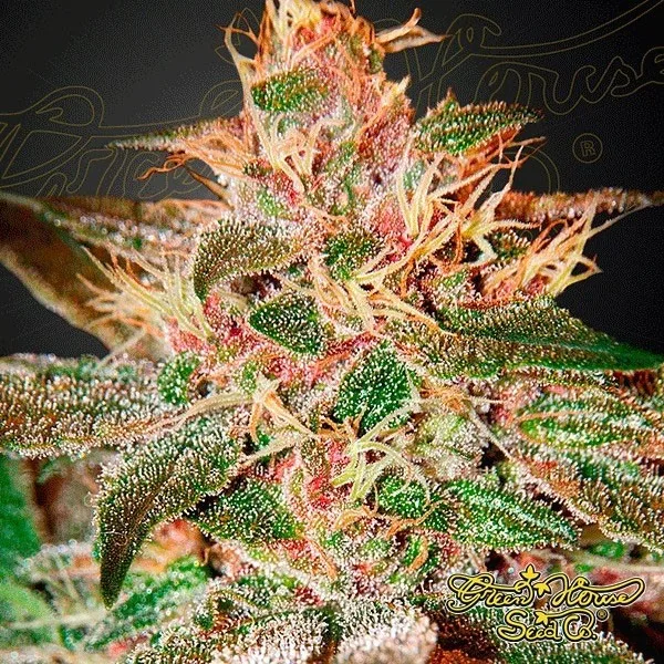Pure Kush