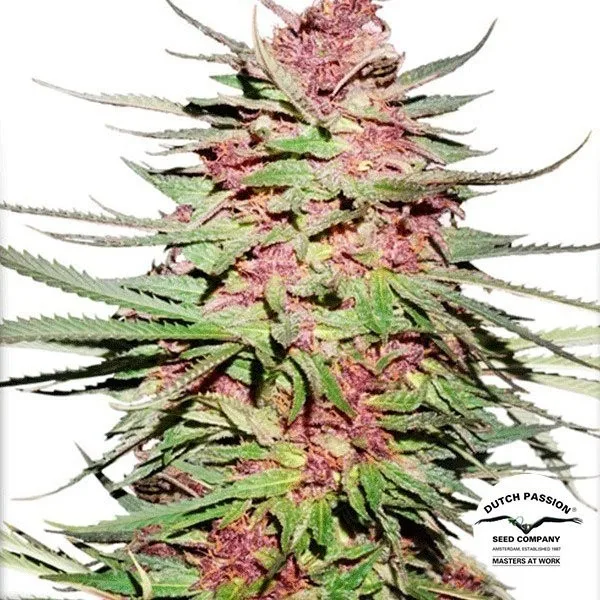Purple 1