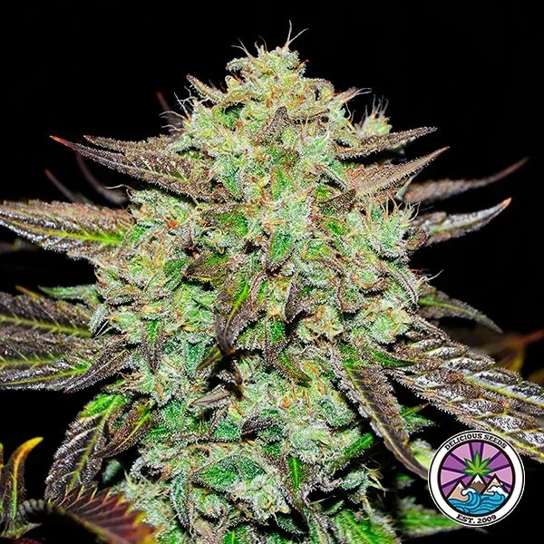 Purple Mango Kush
