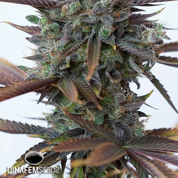 Purple Orange CBD