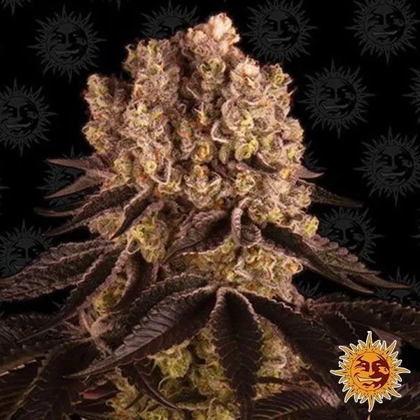 Purple Punch Auto