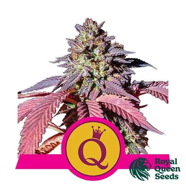 Purple Queen