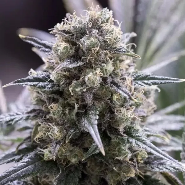 Quick Dinamed CBD