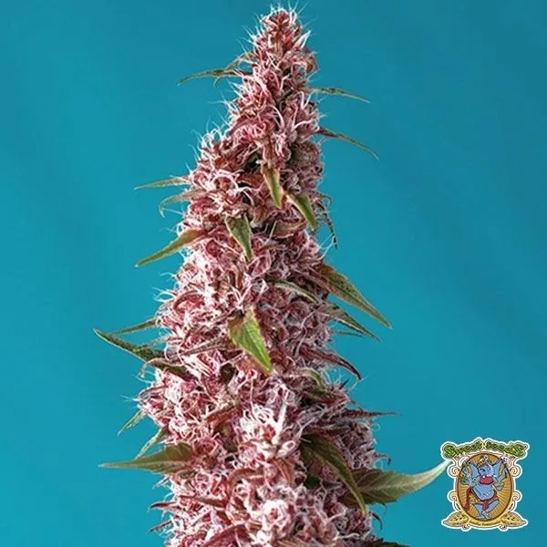 Red Pure Auto CBD