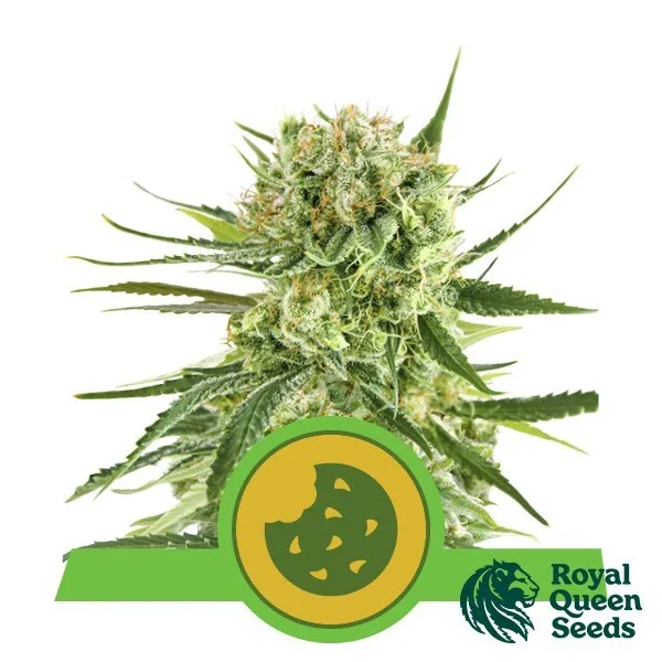 Royal Cookies Automatic