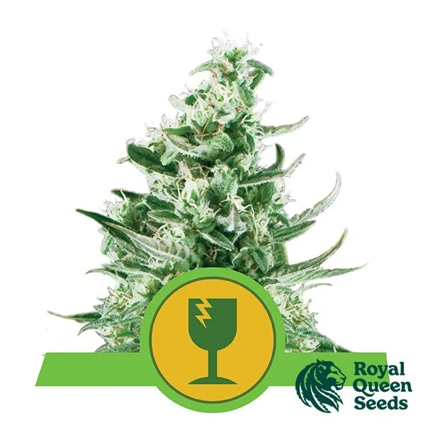 Royal Critical Automatic