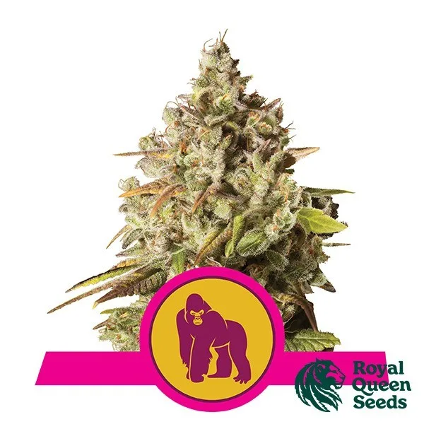 Royal Gorilla