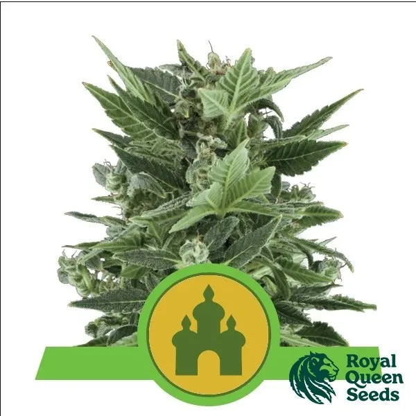 Royal Kush Automatic
