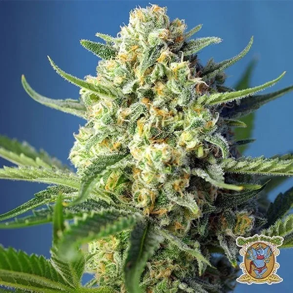 S.A.D. Auto