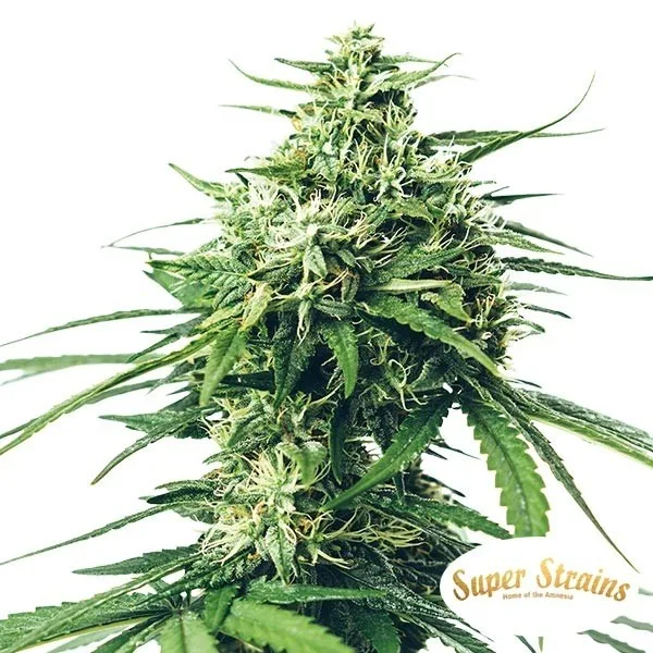 Saga CBD