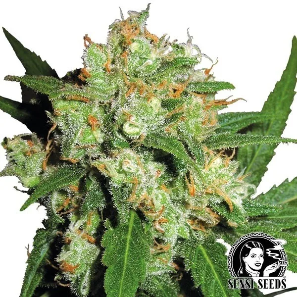 Sensi Skunk regular
