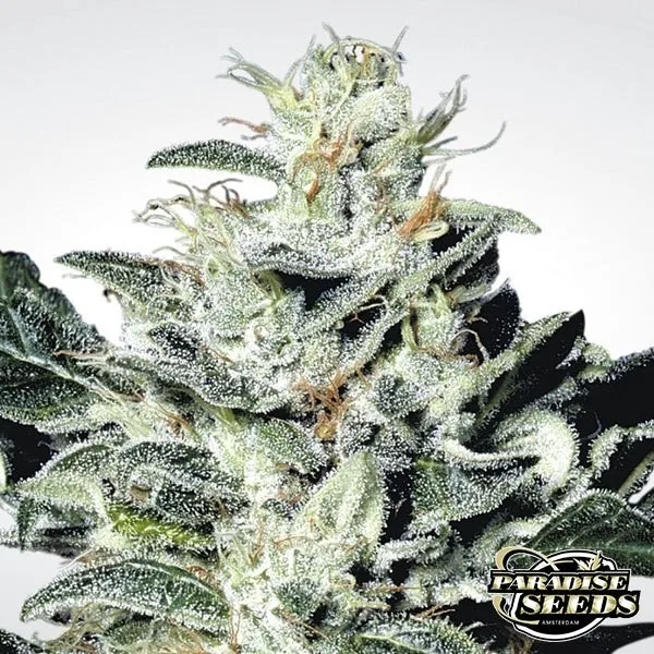 Sensi Star
